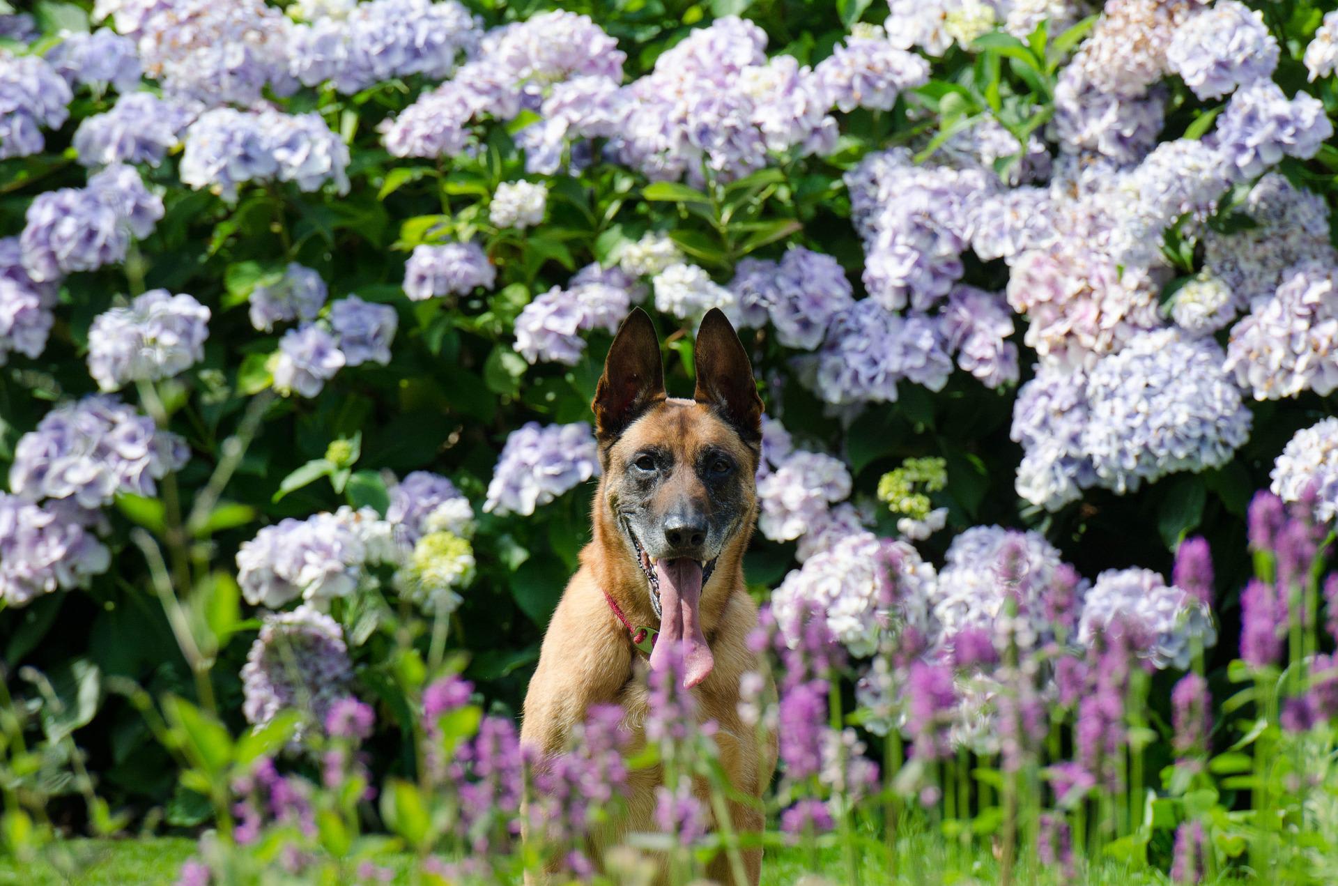 Are dogs allergic to hydrangeas sales